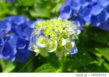 咲き初めのアジサイ 16000549