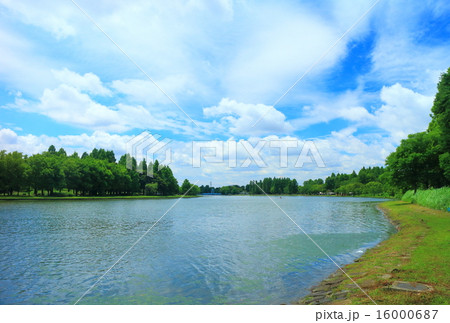 新緑の水元公園の水辺 16000687