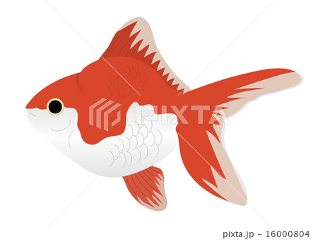 金魚 16000804