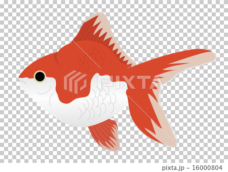 金魚 16000804