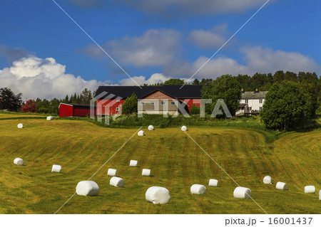 Haying in the field. Picturesque rural landscape. Haying in the field. Picturesque rural landscape. 16001437