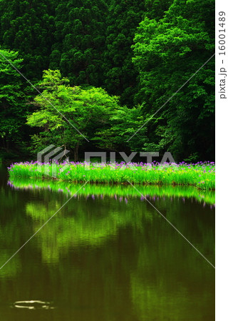 カキツバタ群生＠平池 16001489