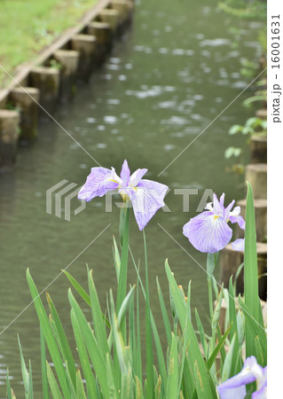 花菖蒲 花菖蒲 16001631