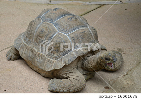 ゾウガメ 16001678