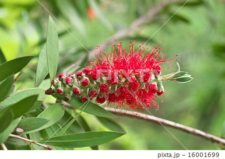 ブラシノキ(ツボミ、花の始まり) ブラシノキ(ツボミ、花の始まり) 16001699
