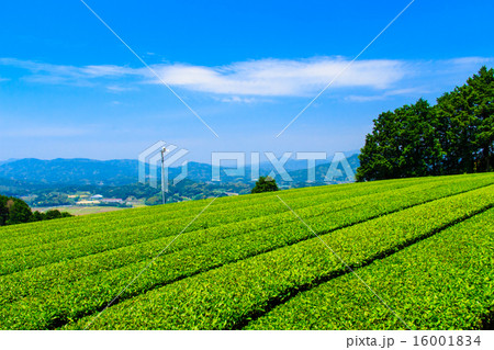 嬉野の茶畑 16001834
