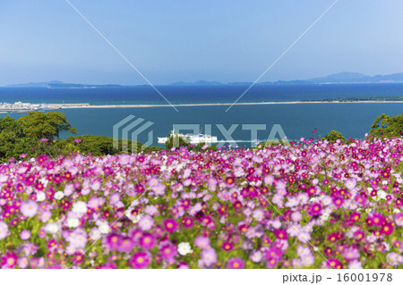 能古島のコスモス 能古島のコスモス 16001978