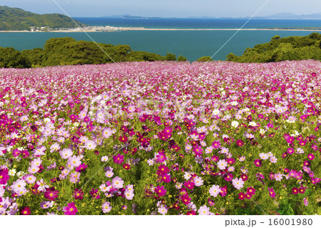 能古島のコスモス 16001980
