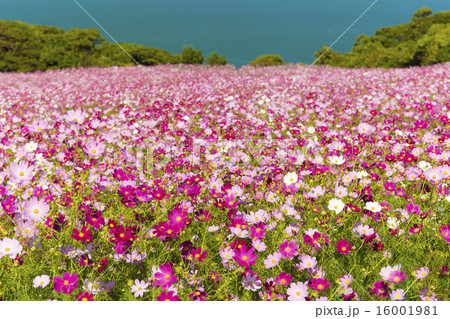 能古島のコスモス 16001981