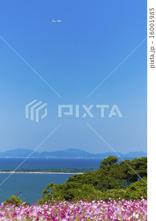 能古島のコスモス 能古島のコスモス 16001985