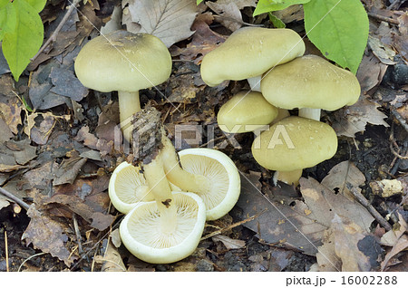 ミネシメジ ミネシメジ 16002288