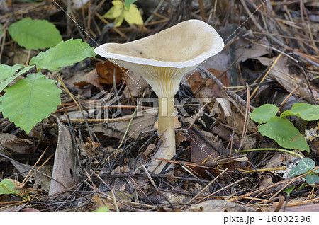 ホテイシメジ 16002296