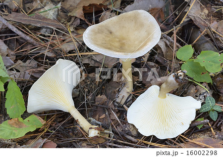 ホテイシメジの写真素材