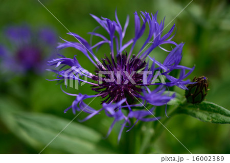 ヤマヤグルマギク 16002389