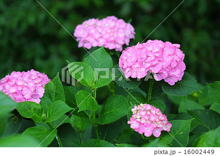 紫陽花 紫陽花 16002449