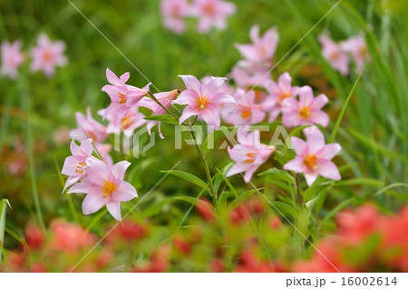 ヒメサユリ ヒメサユリ 16002614