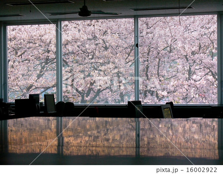 オフィスに咲く桜 16002922