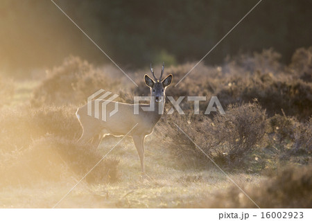 Roe deer in backlight evening sun 16002923