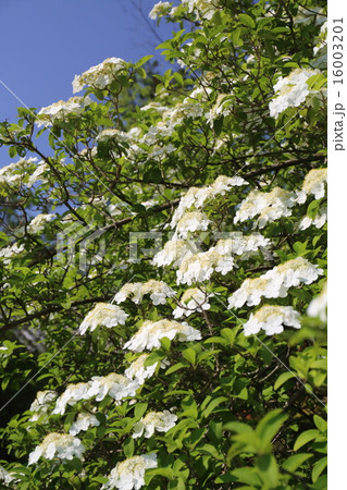 奈良　唐招提寺　瓊花 16003201