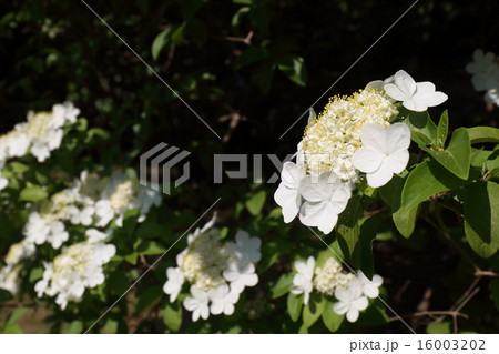 奈良　唐招提寺　瓊花 16003202