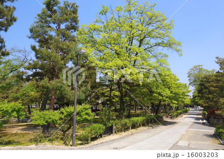 京都　新緑の建仁寺境内 16003203