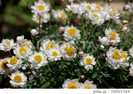 花簪 花簪 16003384