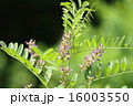 甘草　漢方　リコリス 16003550