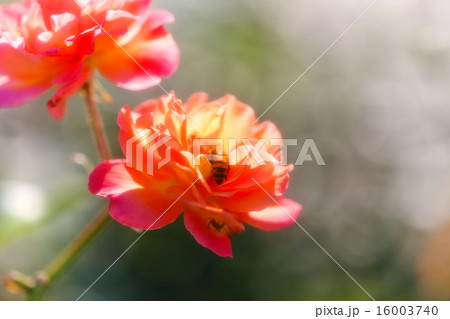 ハチとスーブニール ドゥ アンネ フランク 16003740