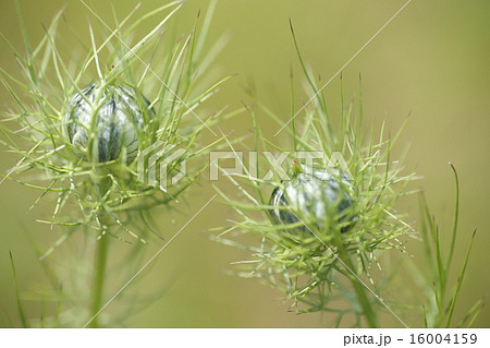 ニゲラの蕾の写真素材