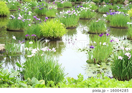 花菖蒲 花菖蒲 16004285