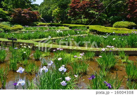 町田市薬師池公園の花菖蒲田 町田市薬師池公園の花菖蒲田 16004308