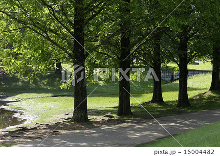 メタセコイア メタセコイア 16004482