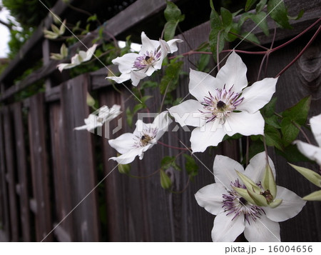 クレマチス 16004656