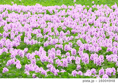 ホテイアオイ ホテイアオイ 16004948