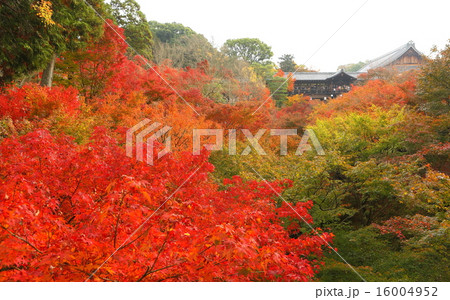 東福寺紅葉 16004952