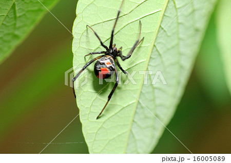 セアカゴケグモ 16005089