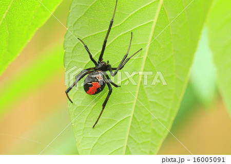 セアカゴケグモ セアカゴケグモ 16005091