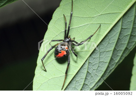 セアカゴケグモ 16005092