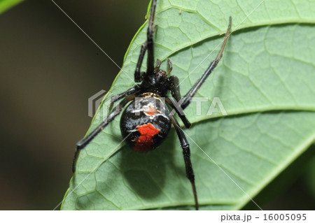 セアカゴケグモ 16005095