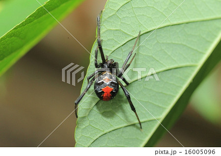 セアカゴケグモ セアカゴケグモ 16005096