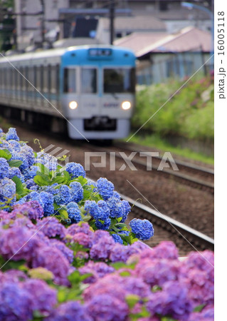 井の頭線沿線の紫陽花 16005118