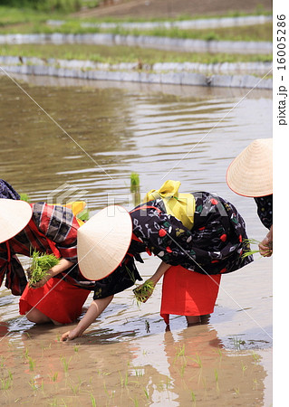 早乙女の田植え 16005286
