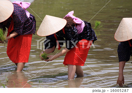 早乙女の田植え 16005287