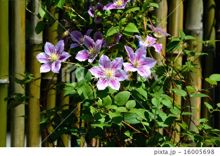 クレマチス クレマチス 16005698