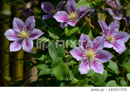 クレマチス クレマチス 16005700