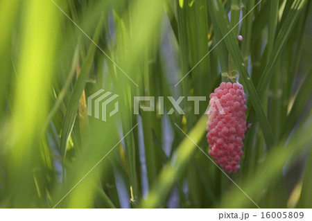 スクミリンゴガイの卵 スクミリンゴガイの卵 16005809