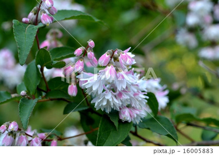 サラサウツギ 16005883