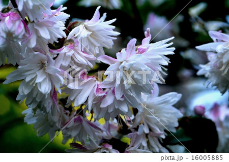 サラサウツギ 16005885