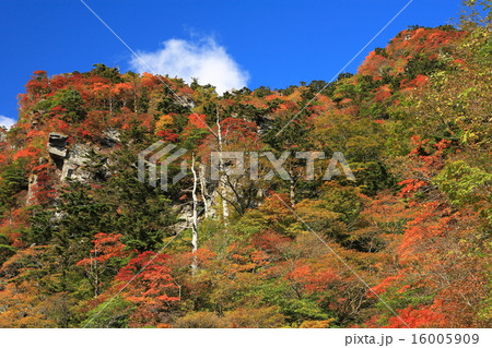 瓶ヶ森スーパー林道 紅葉 16005909