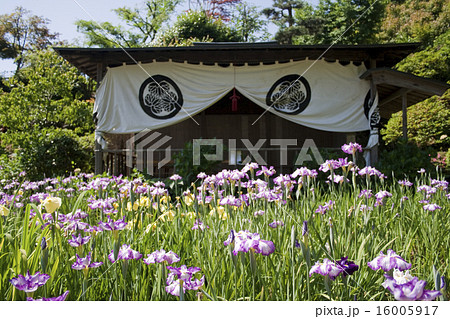 花しょうぶ祭り 16005917